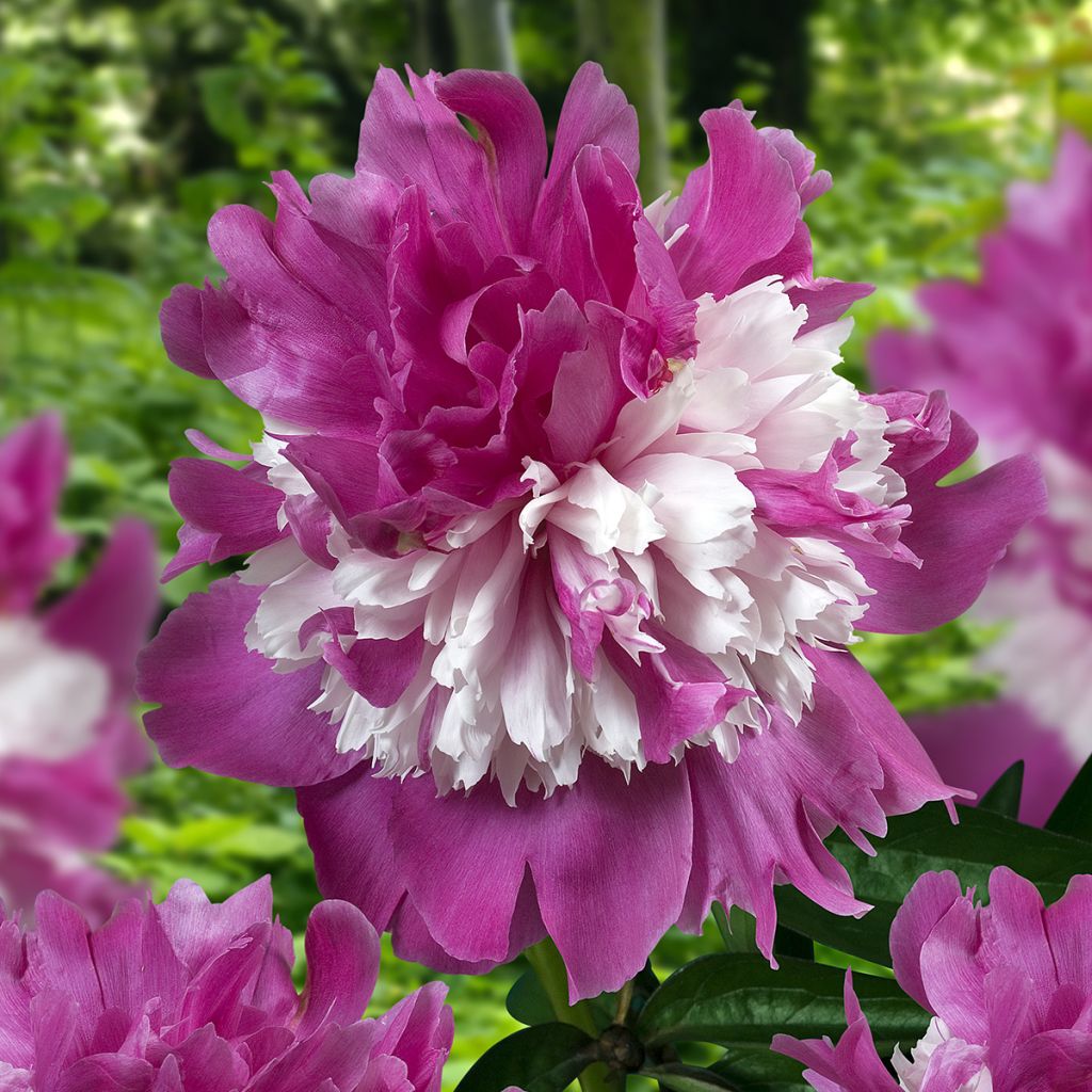 Paeonia lactiflora Celebrity - Pioenroos