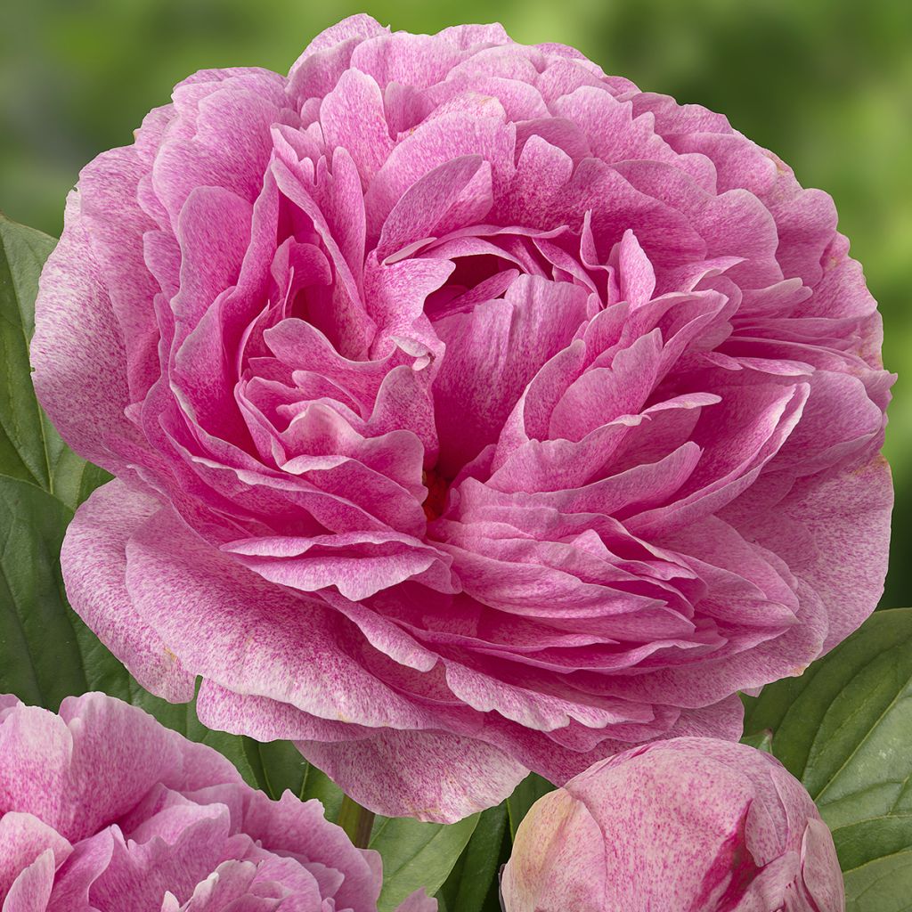 Paeonia lactiflora The Fawn - Pioenroos