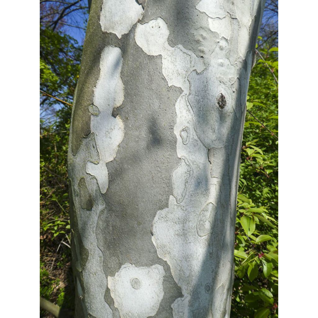 Platanus hispanica Suttneri - Gewone plataan