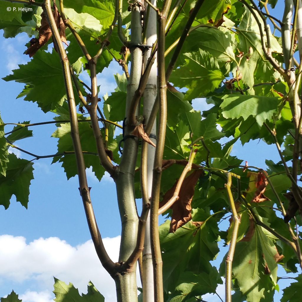 Platanus hispanica Spartan - Gewone plataan
