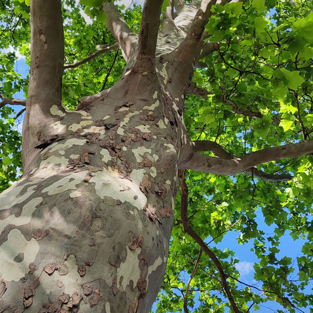 Platanus orientalis - Oosterse plataan