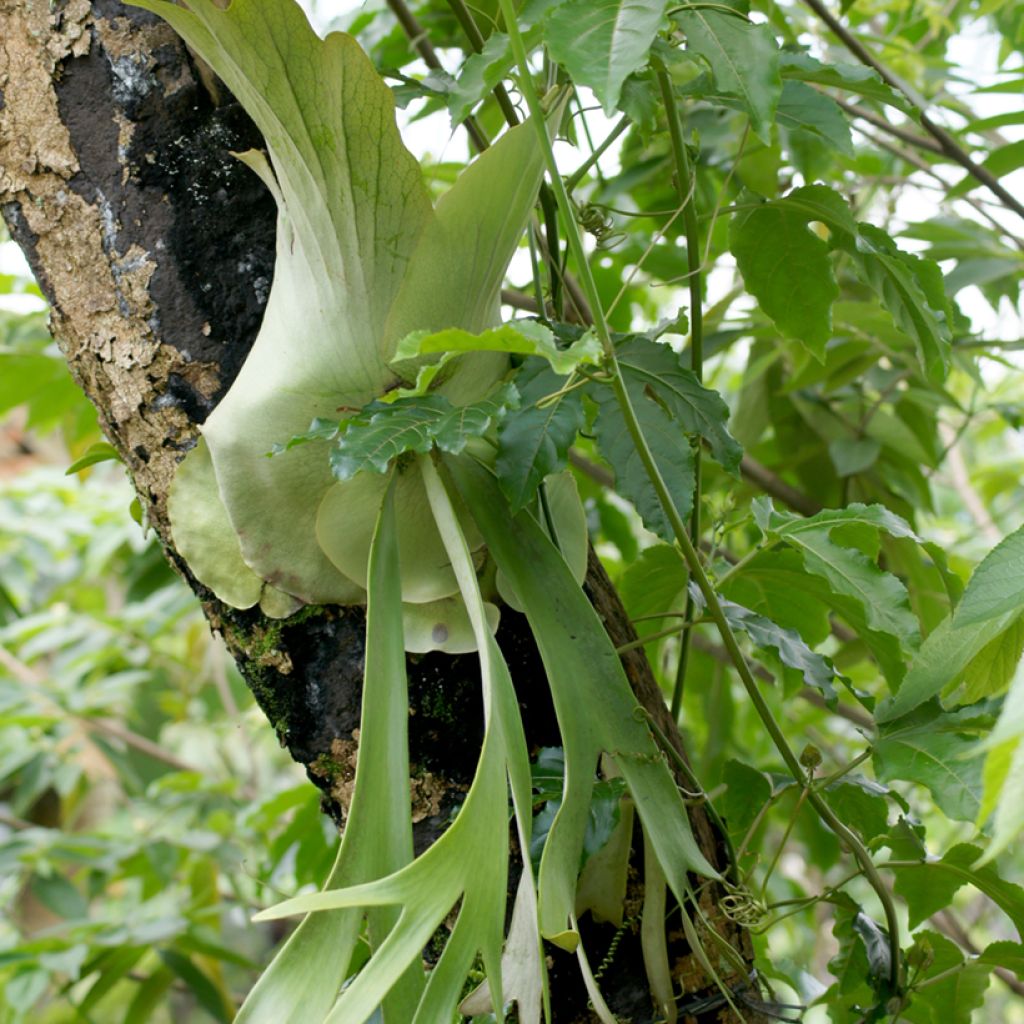 Platycerium alcicorne - Hertshoornvaren