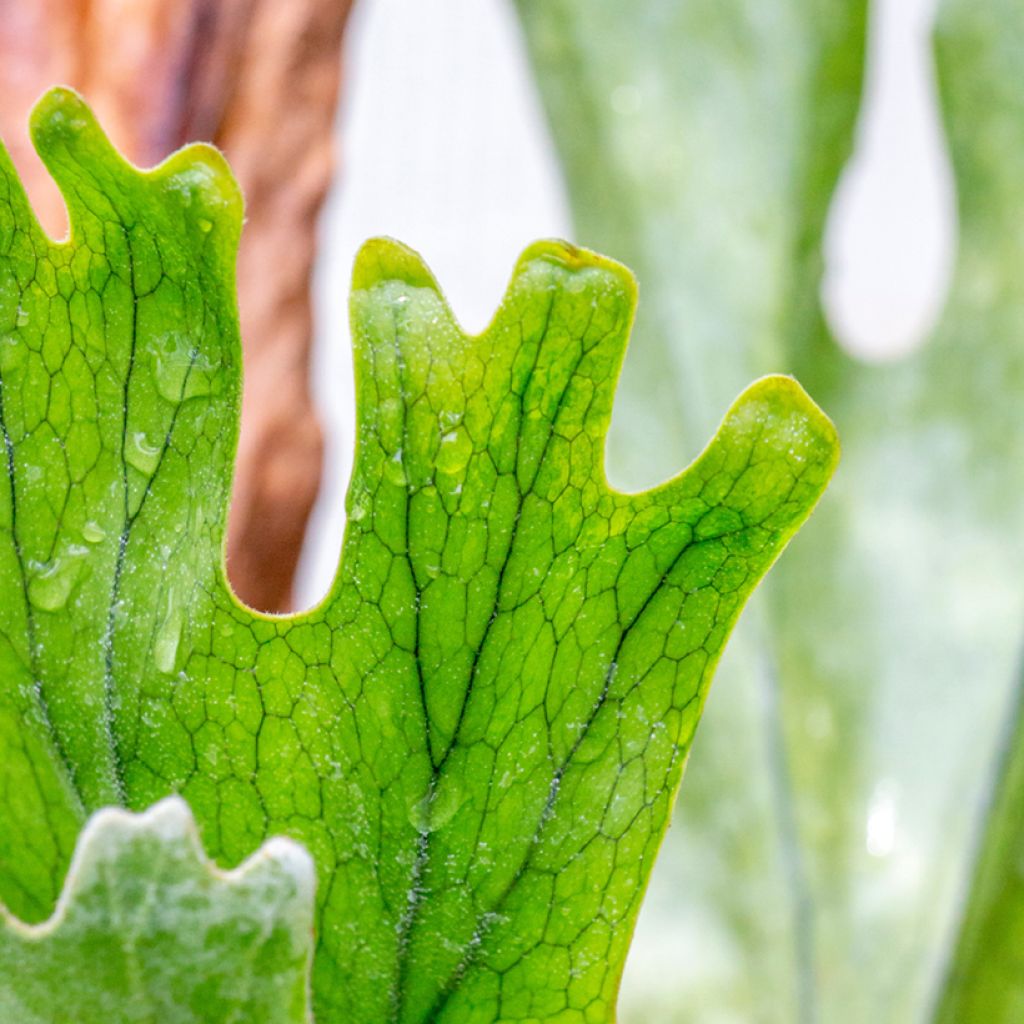 Platycerium alcicorne - Hertshoornvaren