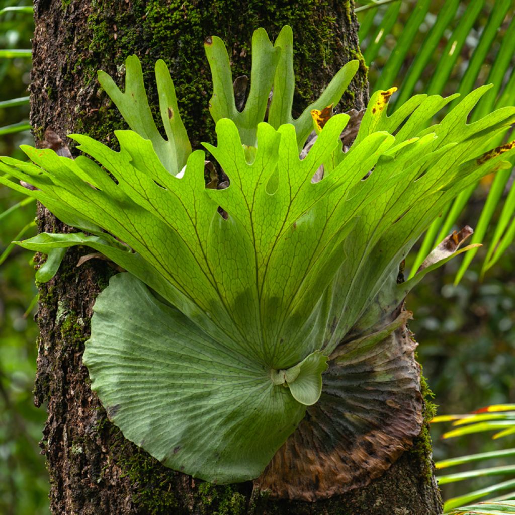 Platycerium alcicorne - Hertshoornvaren