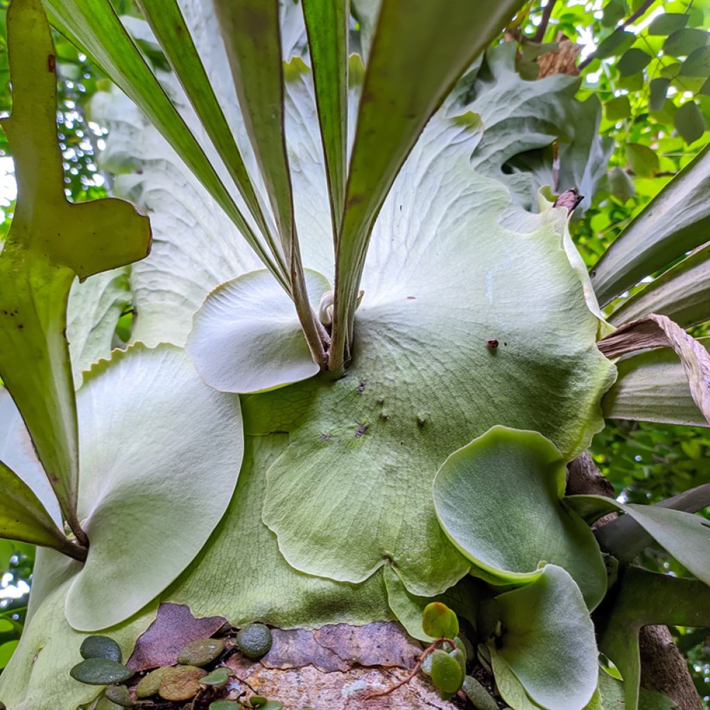 Platycerium alcicorne - Hertshoornvaren