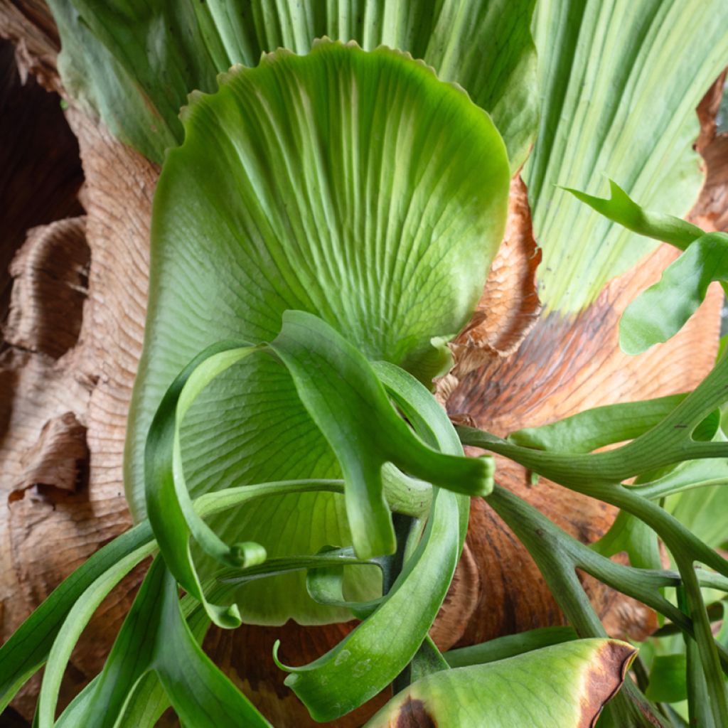 Platycerium bifurcatum - Hertshoornvaren