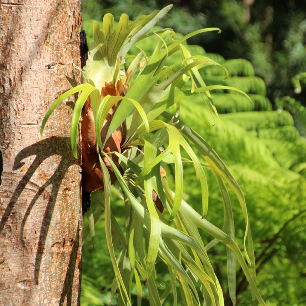 Platycerium bifurcatum - Hertshoornvaren