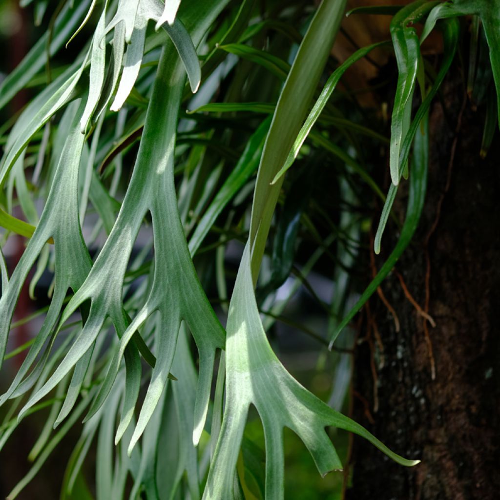 Platycerium bifurcatum - Hertshoornvaren