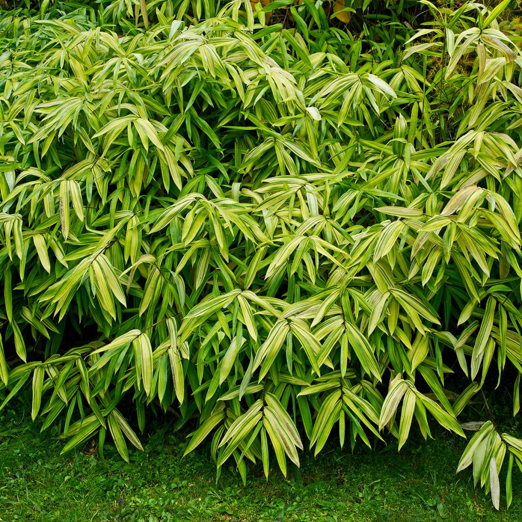 Pleioblastus auricomus - Dwergbamboe