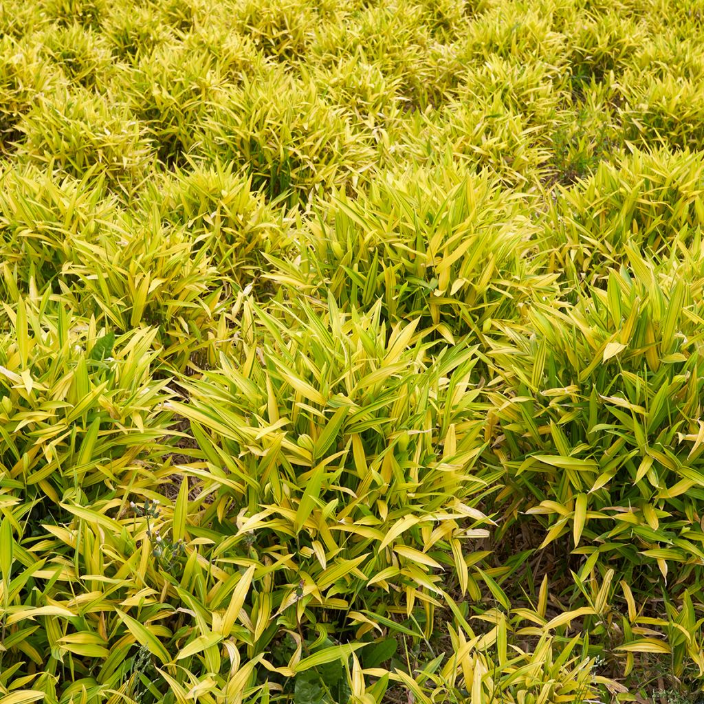 Pleioblastus auricomus - Dwergbamboe