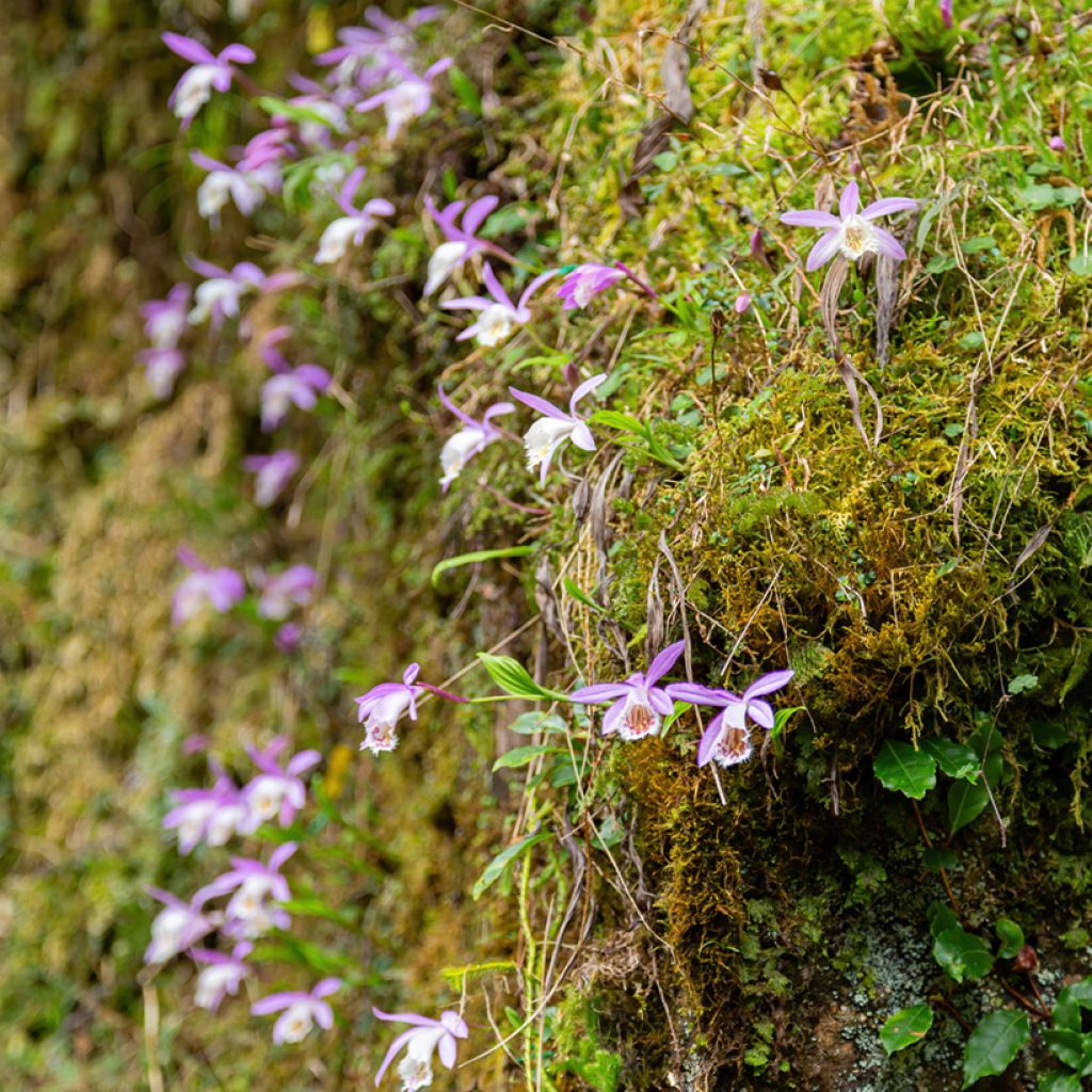 Pleione formosana - Aardorchidee