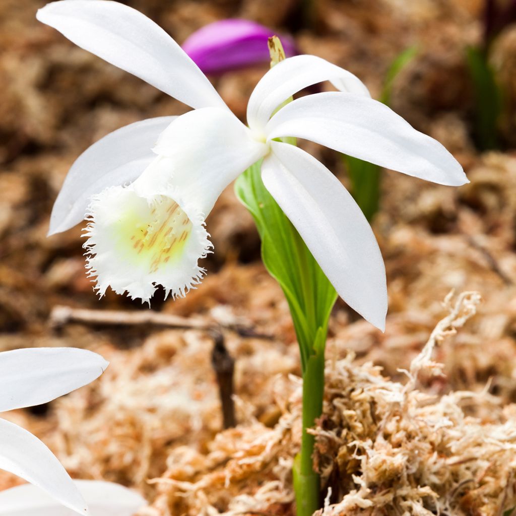 Pleione formosana Alba - Aardorchidee