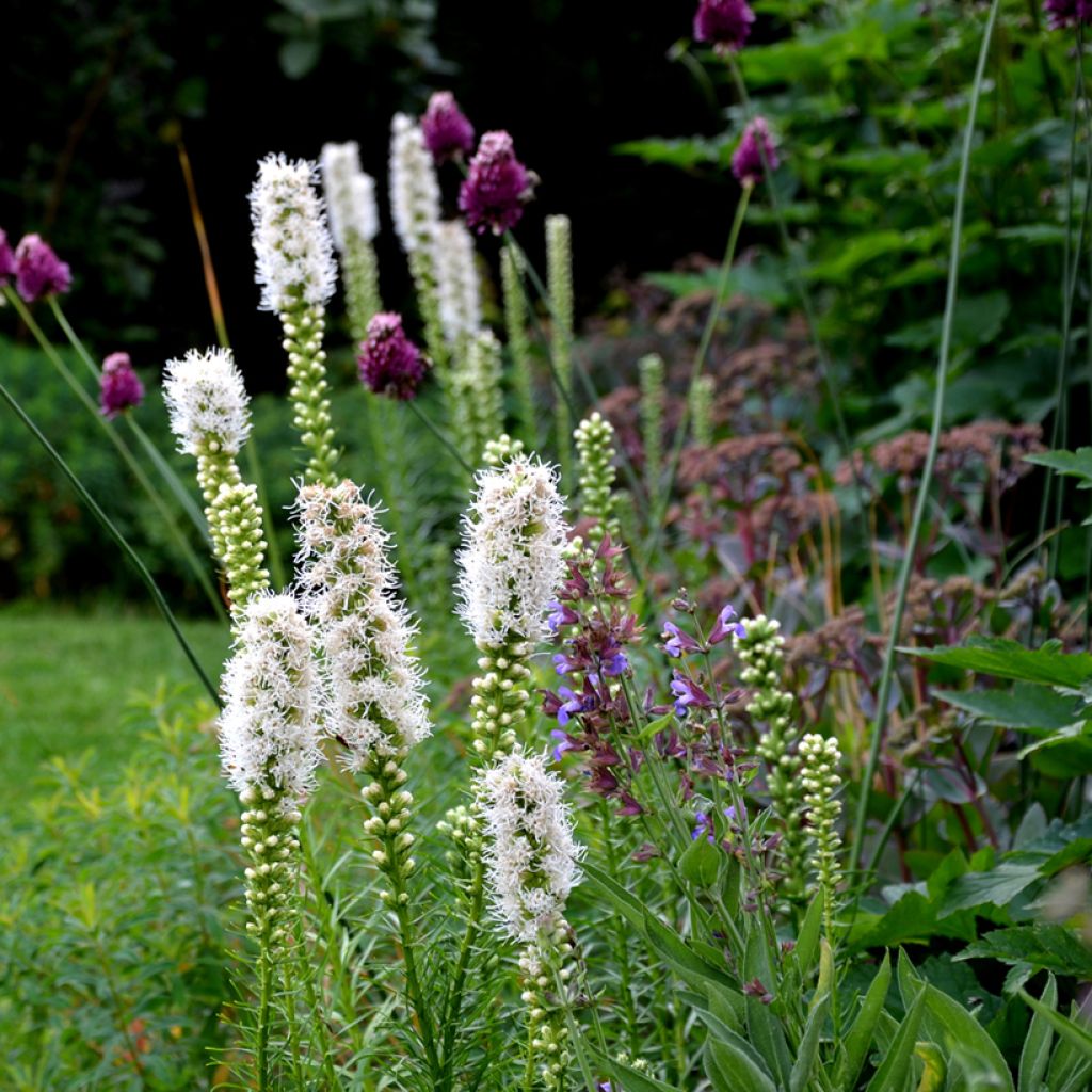Liatris spicata Alba - Knopige slangenwortel