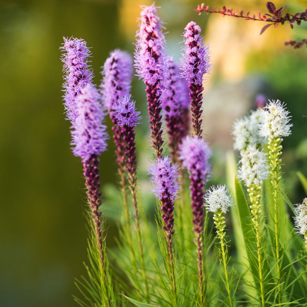 Liatris spicata Kobold - Knopige slangenwortel