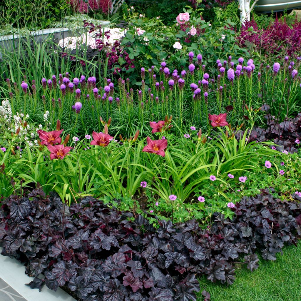 Liatris spicata Kobold - Knopige slangenwortel