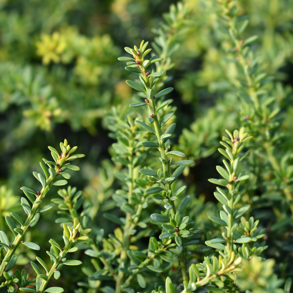 Podocarpus lawrencii Blue Gem - Tasmaanse conifeer