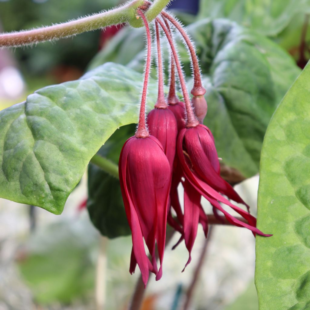 Podophyllum Spotty Dotty - Voetblad