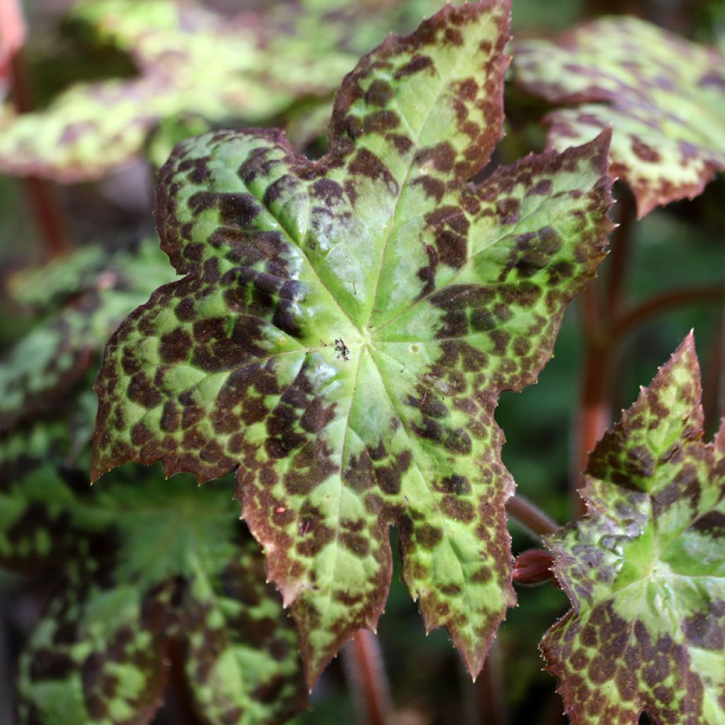 Podophyllum Spotty Dotty - Voetblad