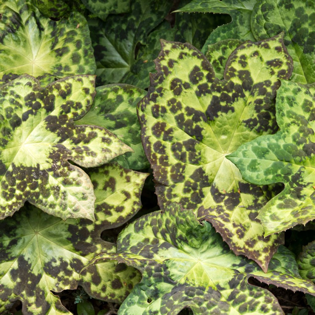 Podophyllum Spotty Dotty - Voetblad