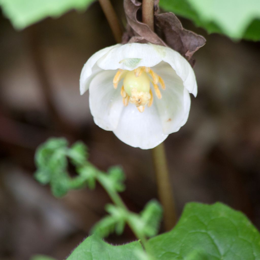 Podophyllum peltatum - Schildvoetblad