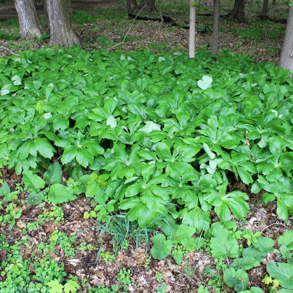 Podophyllum peltatum - Schildvoetblad