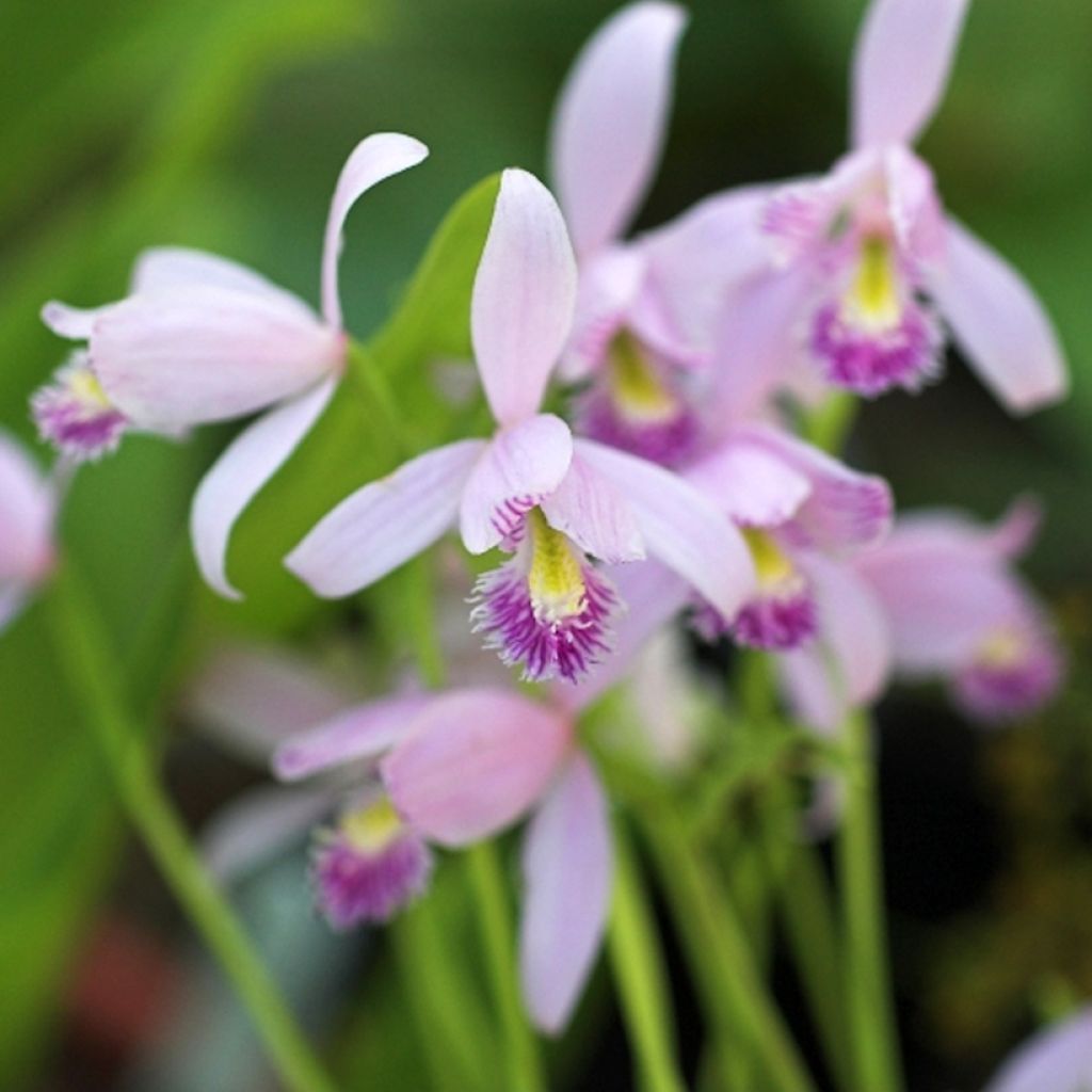 Pogonia ophioglossoides - Moerasorchidee