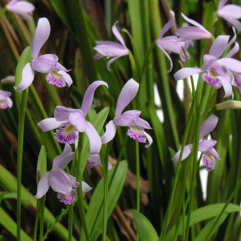 Pogonia ophioglossoides - Moerasorchidee