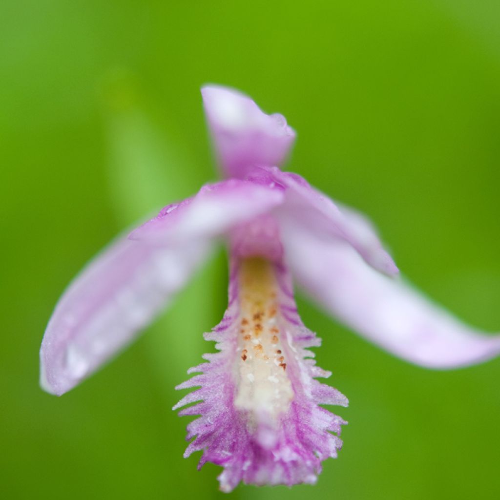 Pogonia ophioglossoides - Moerasorchidee