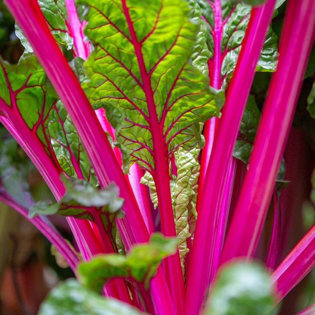 Snijbiet veelkleurig Fireworks BIO