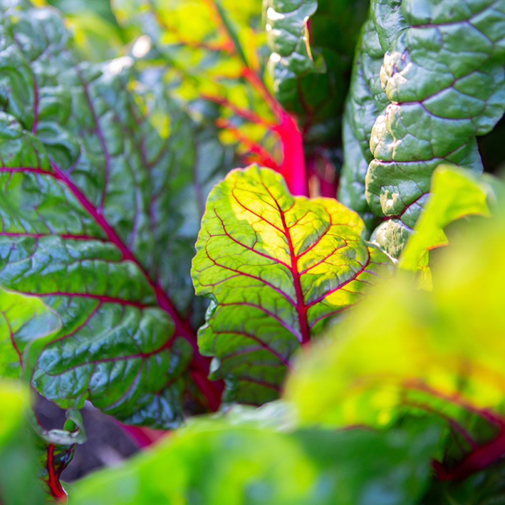 Snijbiet veelkleurig Fireworks BIO