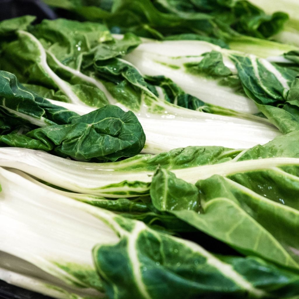 Snijbiet Witte kaarde 3 (jonge planten)