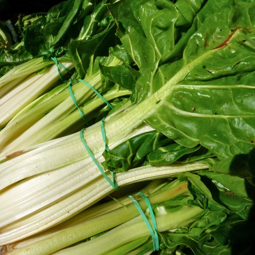 Snijbiet Witte kaarde 3 (jonge planten)