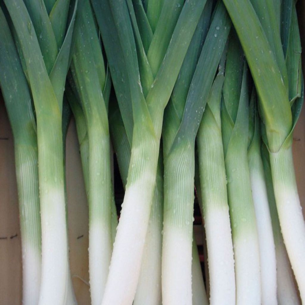 Prei Blauwe van Solaise (zaad)