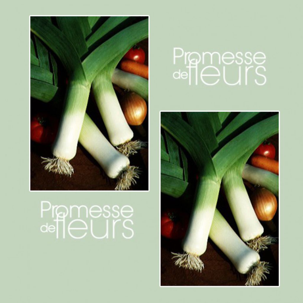 Poireau de Carentan - Allium porrum