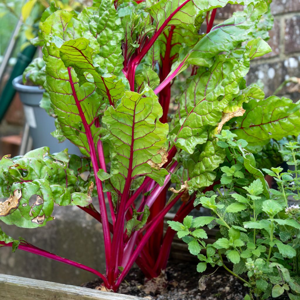 Snijbiet Rhubarb Chard BIO