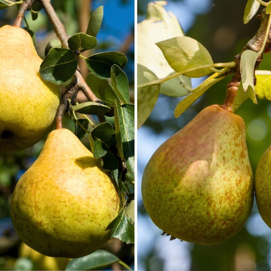 Duo-perenboom Williams +  Louise Bonne D'Avranches