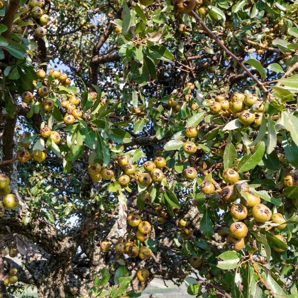 Poirier sauvage - Pyrus communis ssp. pyraster