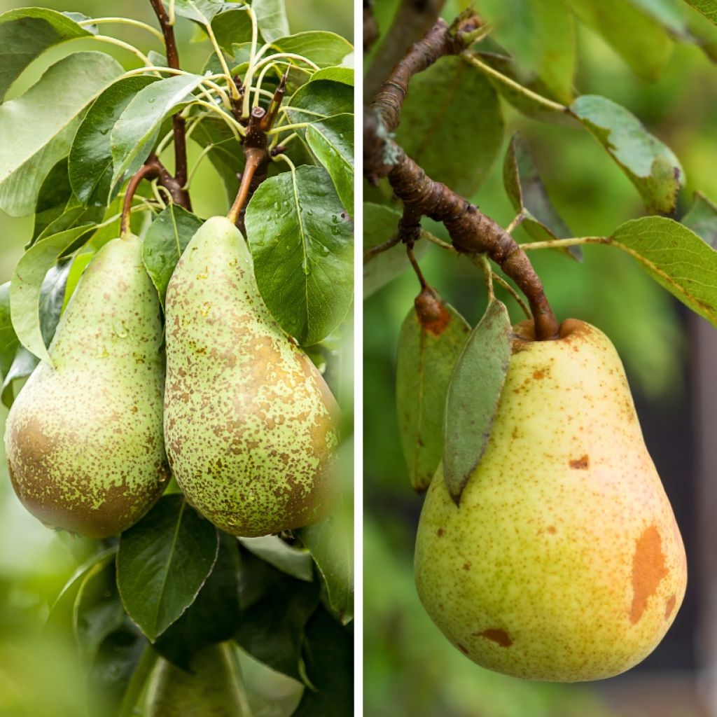 Duo-perenboom Conference + Williams