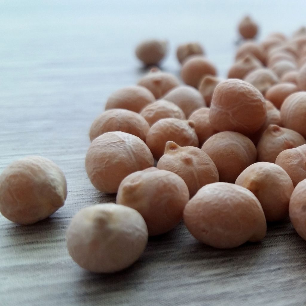 Kikkererwt Twist (zaad)