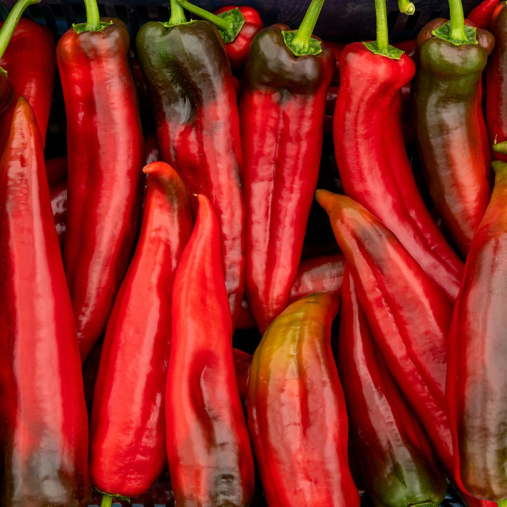 Puntpaprika Corno di Toro Rosso