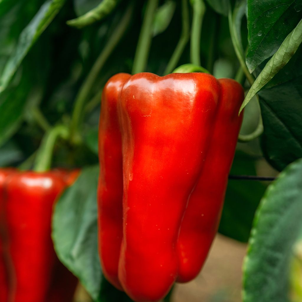 Paprika Estérel F1 - Vilmorin