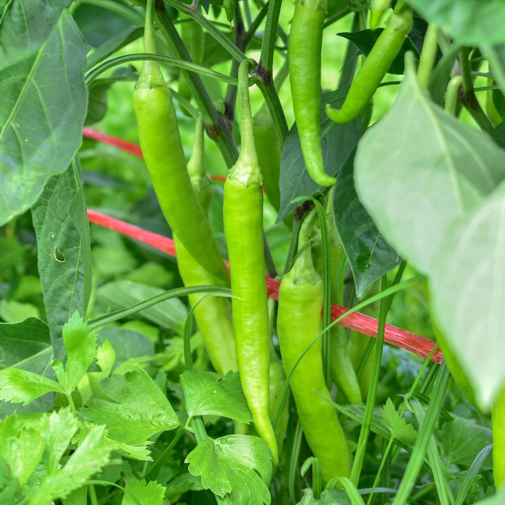 Paprika Sweet Banana