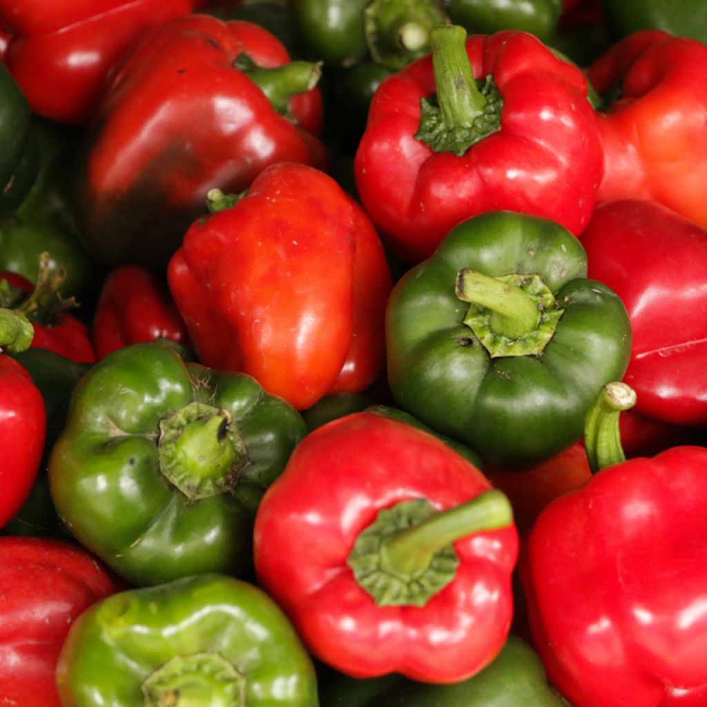 Paprika California Wonder BIO