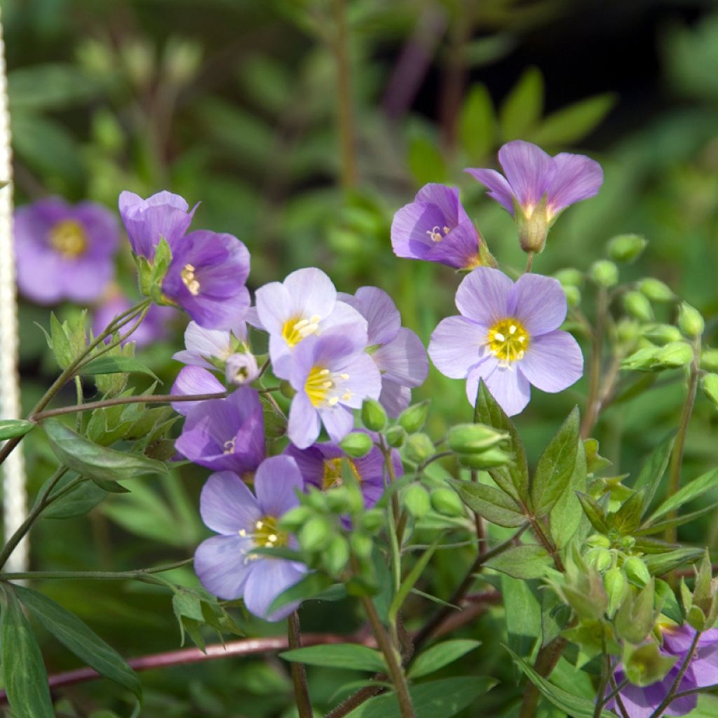 Polemonium caeruleum Lambrook Mauve - Jakobsladder