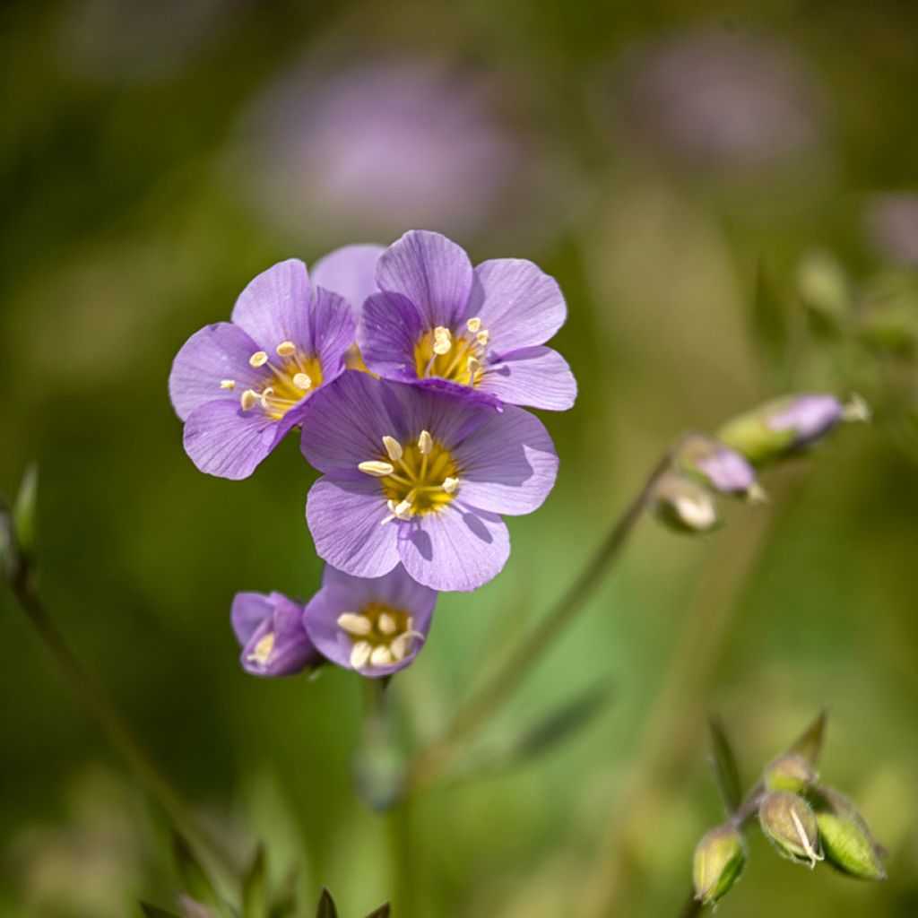 Polemonium caeruleum Lambrook Mauve - Jakobsladder