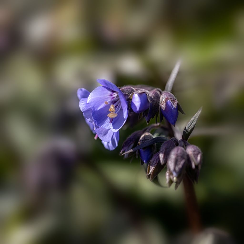 Polemonium Heaven Scent - Griekse valeriaan