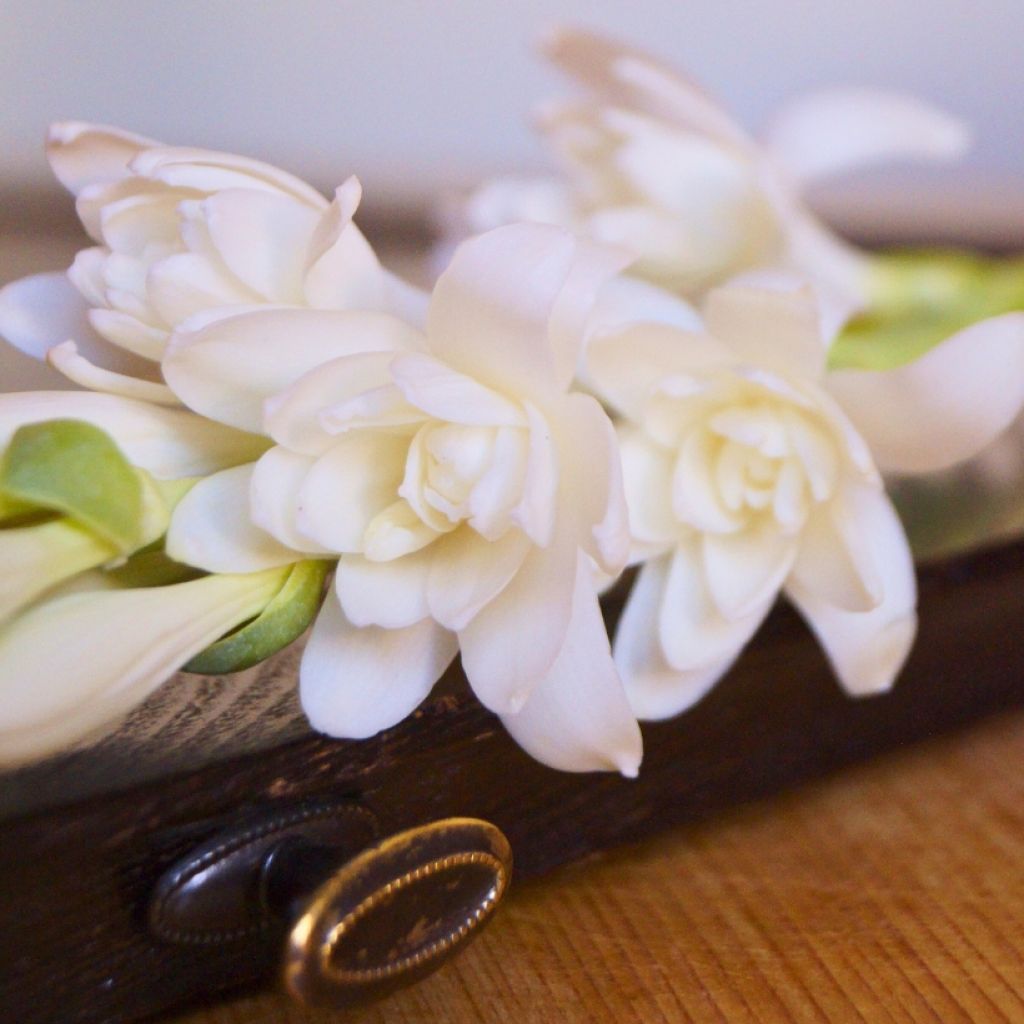 Polianthes tuberosa The Pearl - Tuberoos