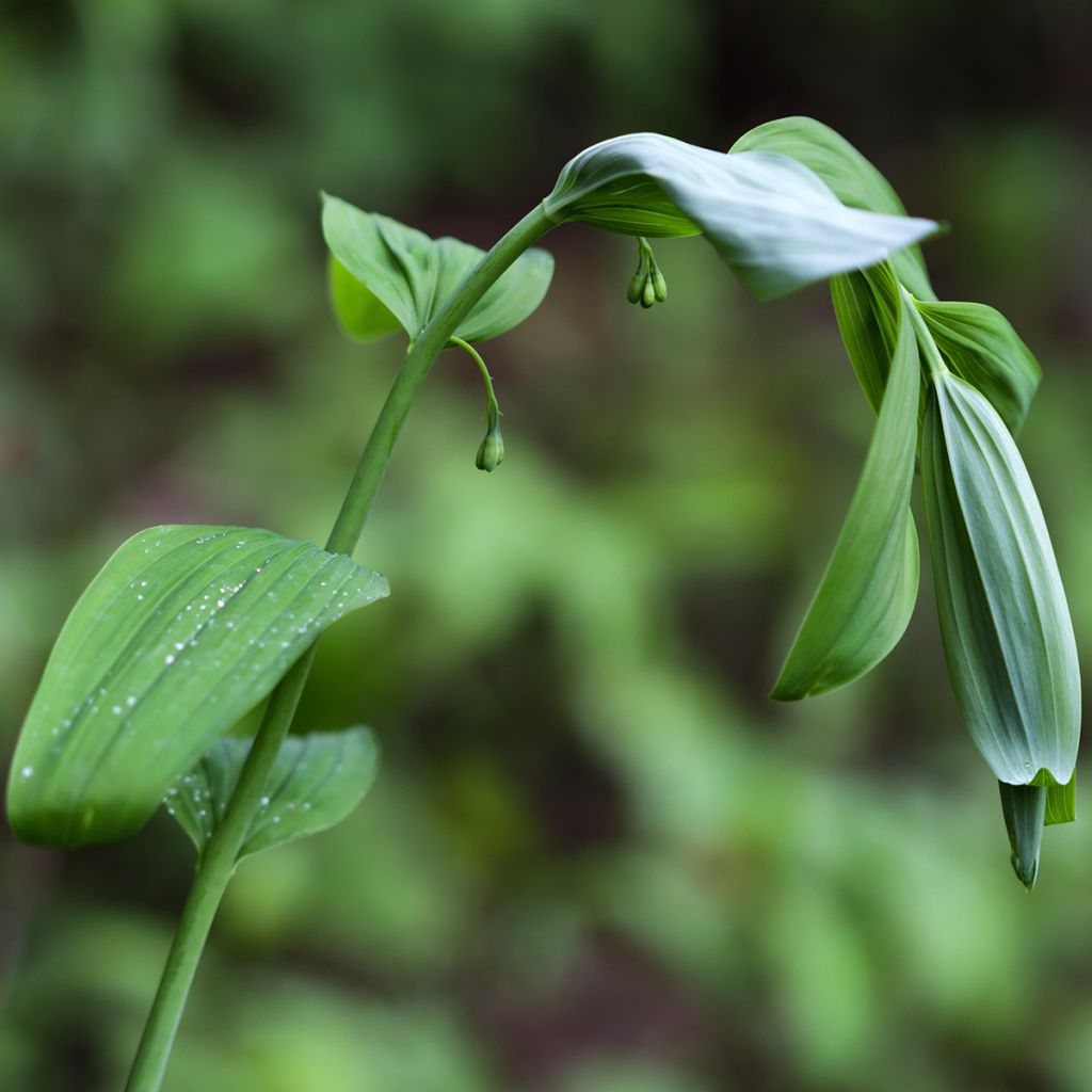 Polygonatum commutatum - Salomonszegel