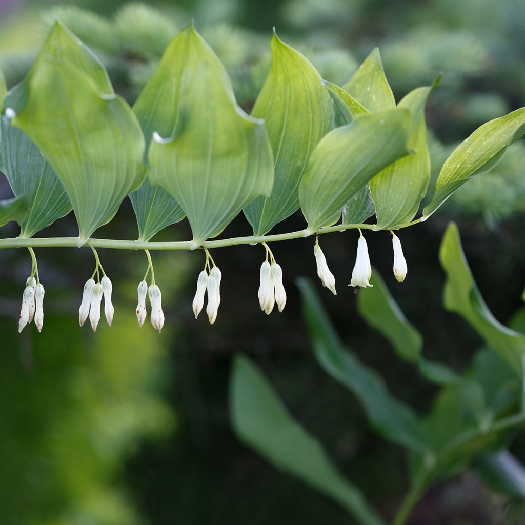 Polygonatum commutatum - Salomonszegel