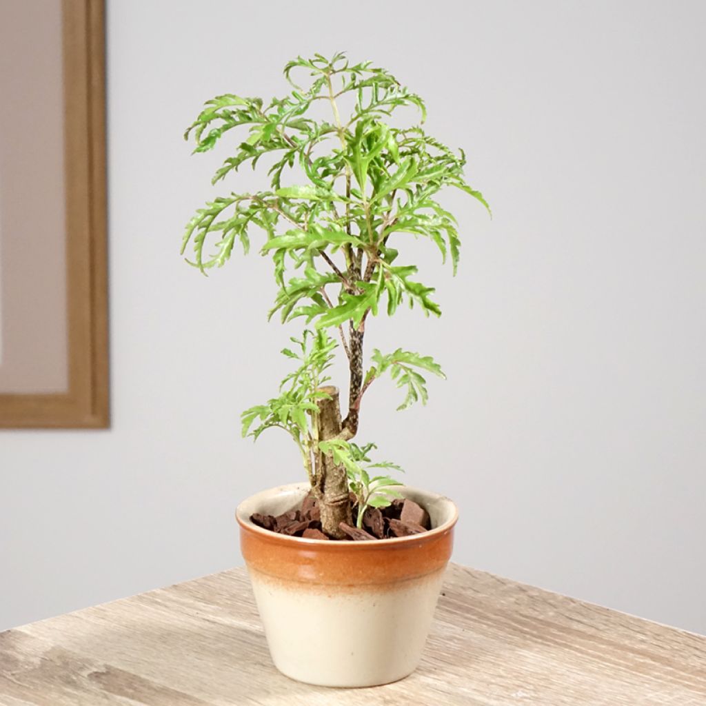 Polyscias filicifolia - Aralia